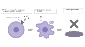 Mechanism of antimicrobial action showing cell wall disruption, leakage of cytoplasmic contents, and microbial death.